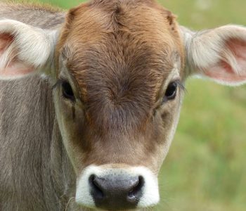 portfolio-single-img-1-main-home