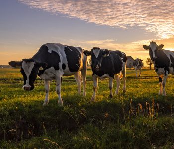 portfolio-single-img-2-main-home