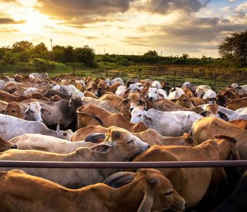 portfolio-single-img-4-main-home